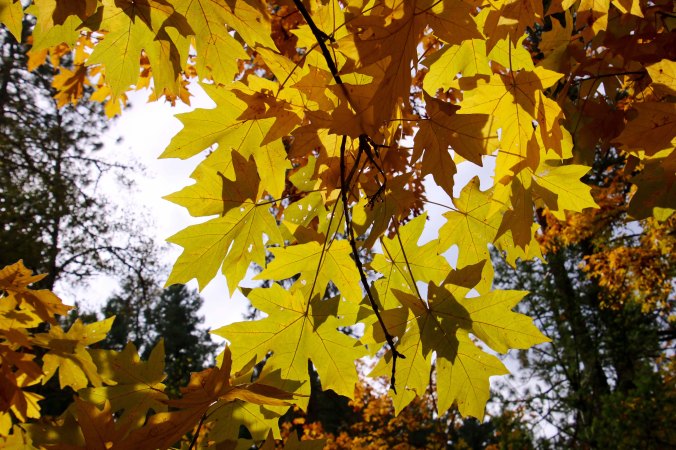 Big Leaf Maple in Jacksonville, Oregon