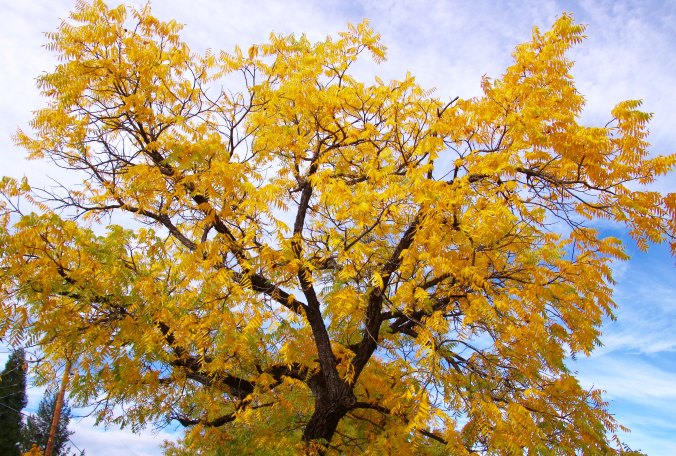 Black walnut tree in fall, Jacksonville, Oregon