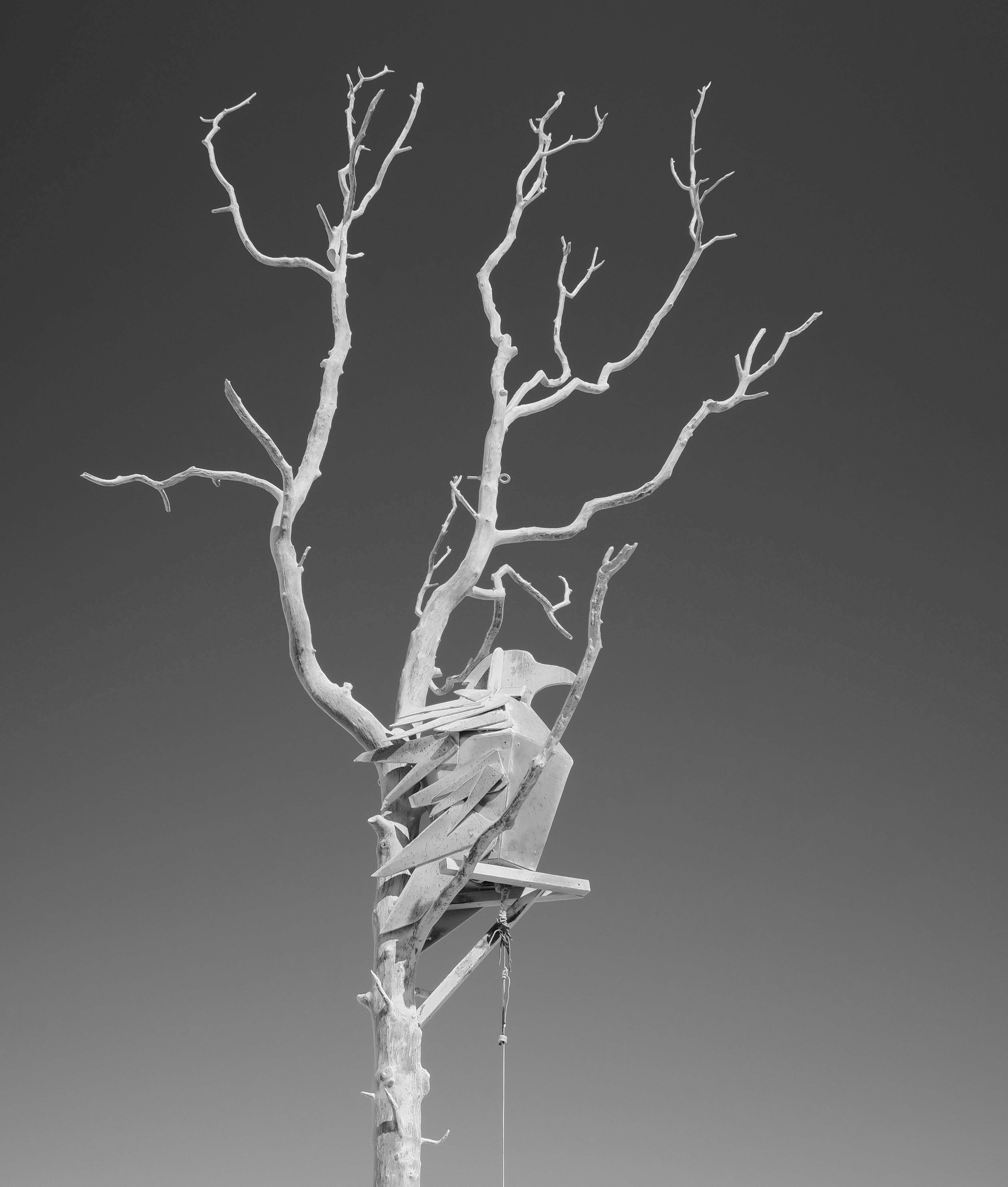 Crow in Black and White, Sysimetsä at Burning Man 2017