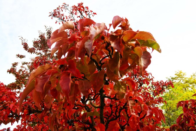 Fall colors in Jacksonville, Oregon