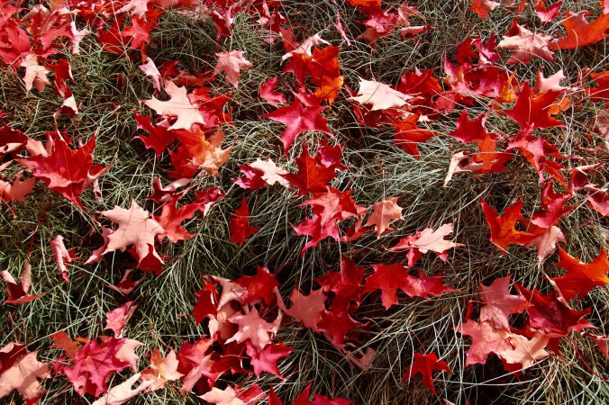 Fall leaves on grass in Jacksonville, Oregon