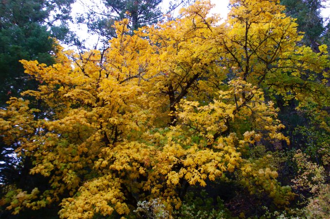 Fall tree near McKee Bridge on Applegate River, Oregon