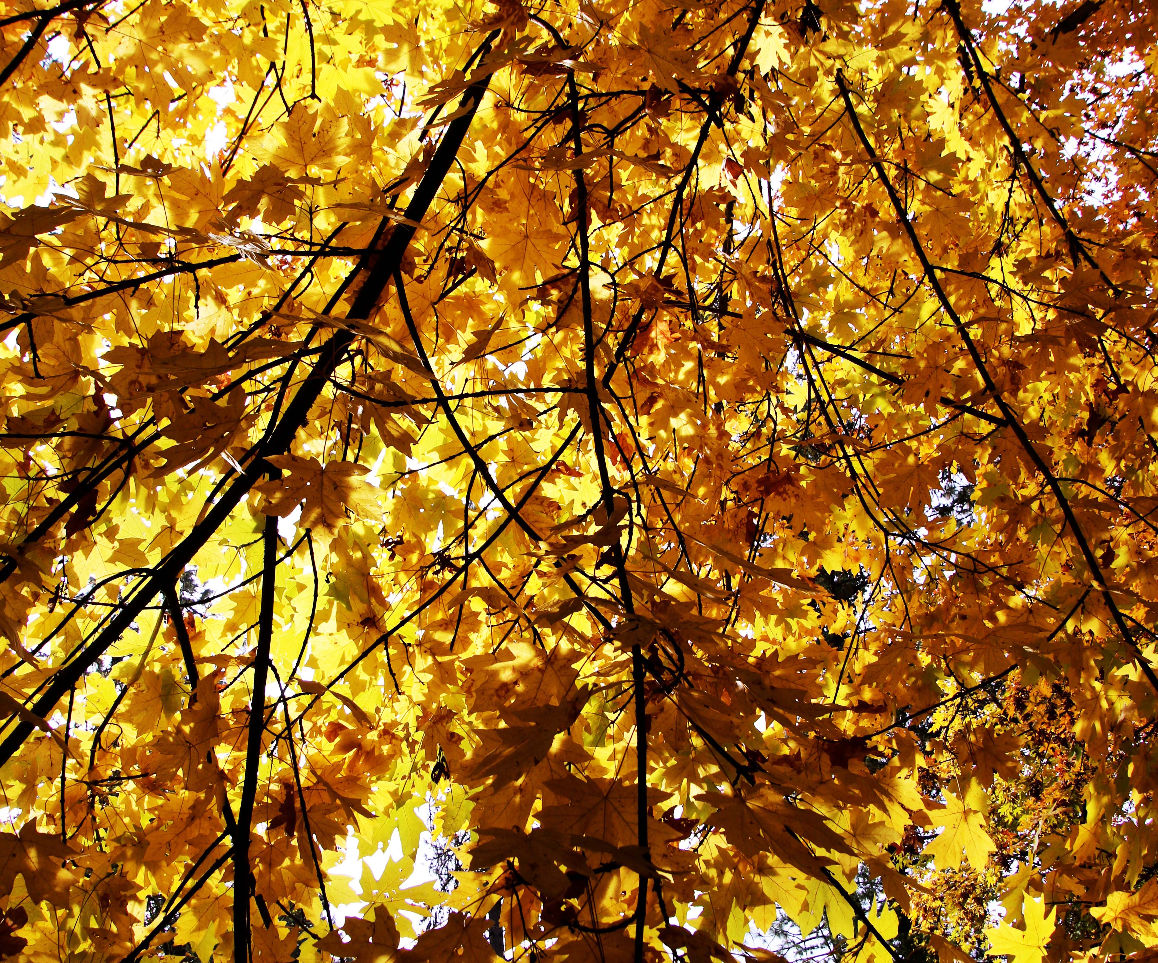 Light and shadows in fall leaves, Jacksonville, Oregon