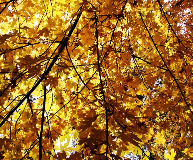 Light and shadows in fall leaves, Jacksonville, Oregon