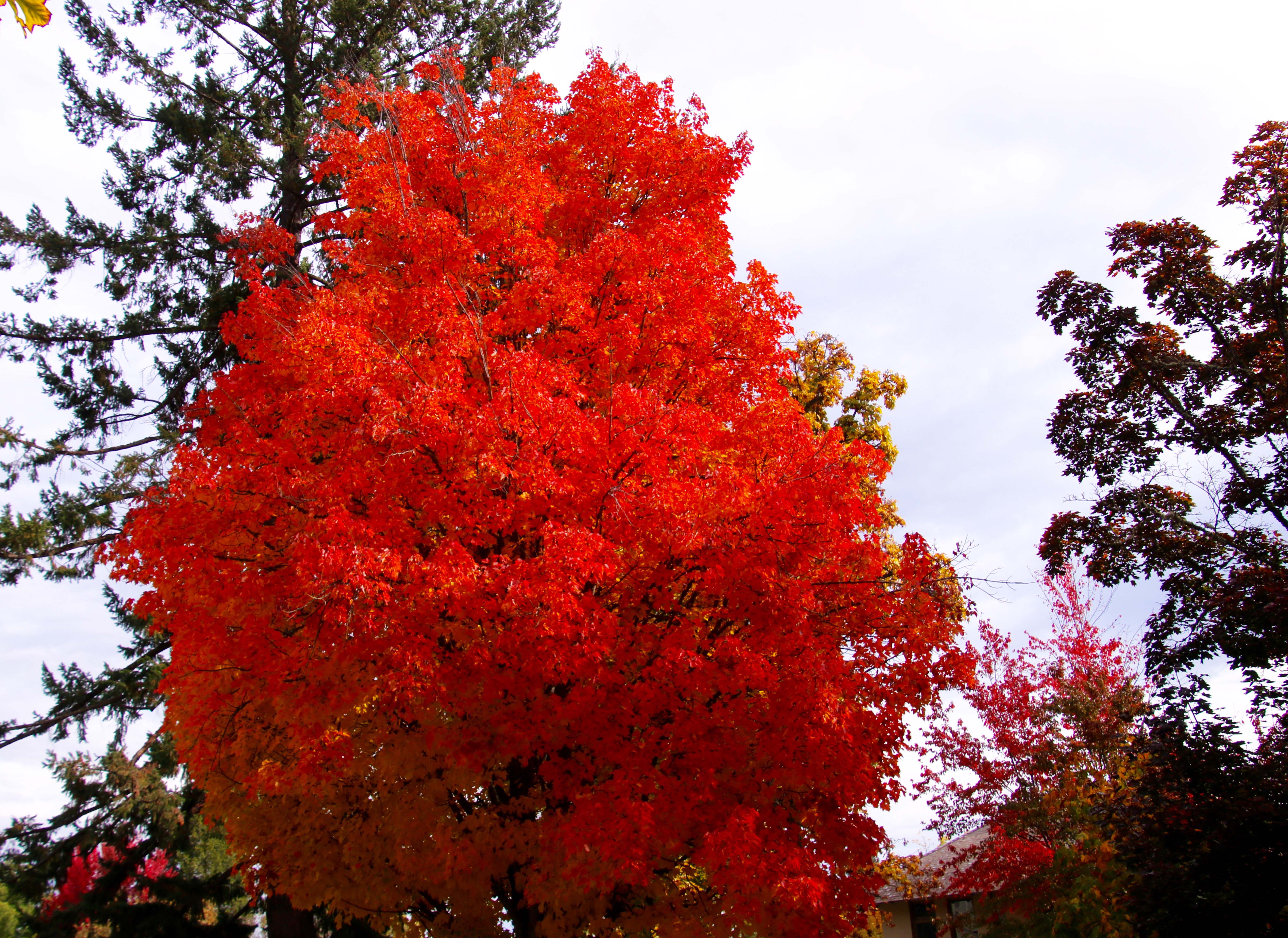 Orange fall leaves in Jacksonville, Oregon