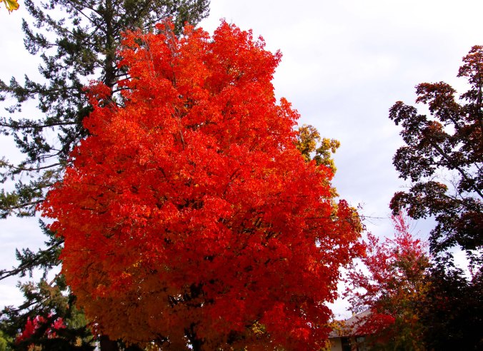 Orange fall leaves in Jacksonville, Oregon
