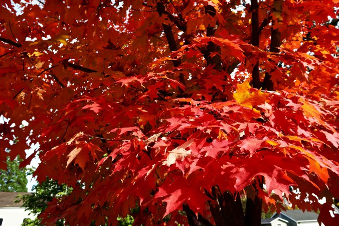 Red fall colors in Jacksonville, Oregon