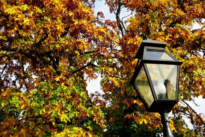 Street lamp and fall cors in Jacksonville, Oregon