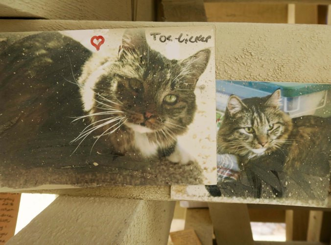 Toe Licker the Cat memorial at Burning Man Temple, 2017
