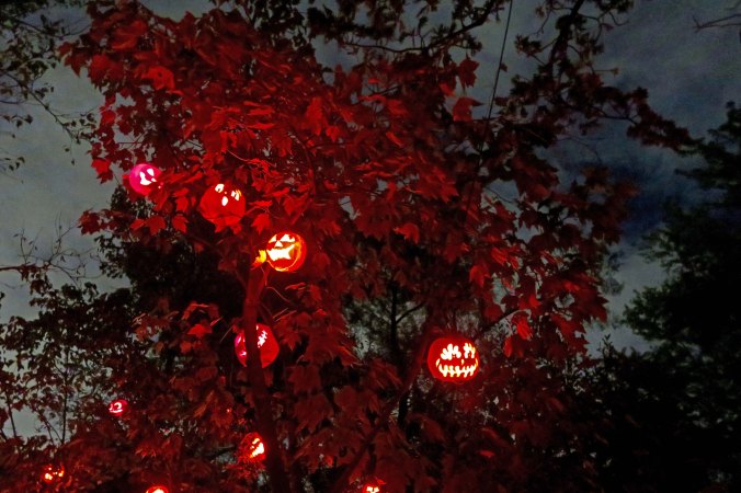 Treed pumpkins at the Jack-o-Lantern Spectacular in Providence, RI