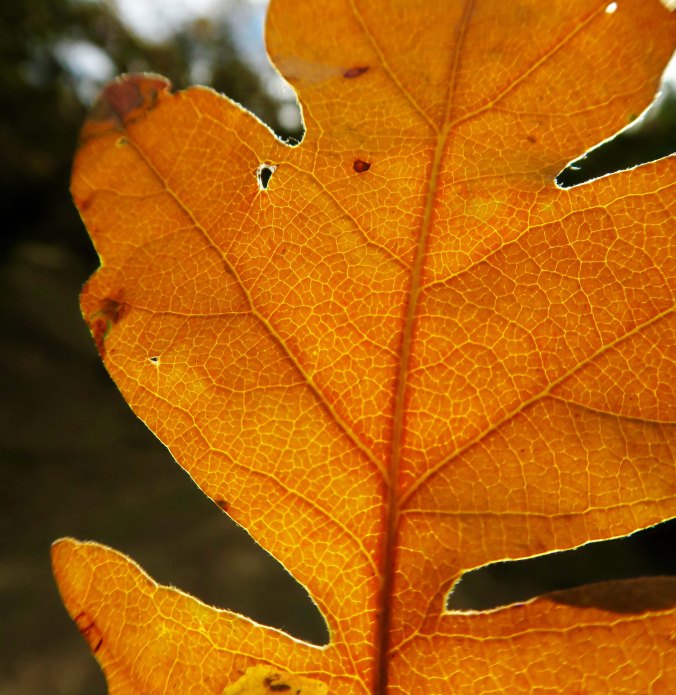 White oak leaf in Applegate Valley, Oregon