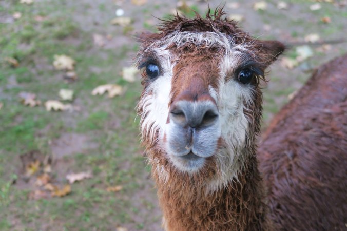 Brown alpaca 3