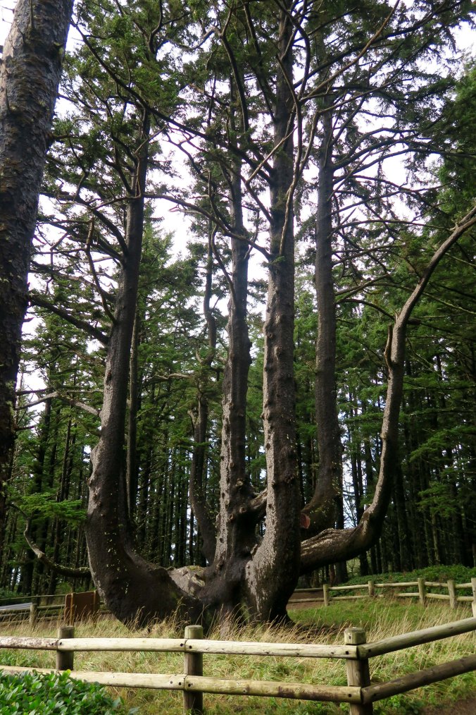 Octopus Tree