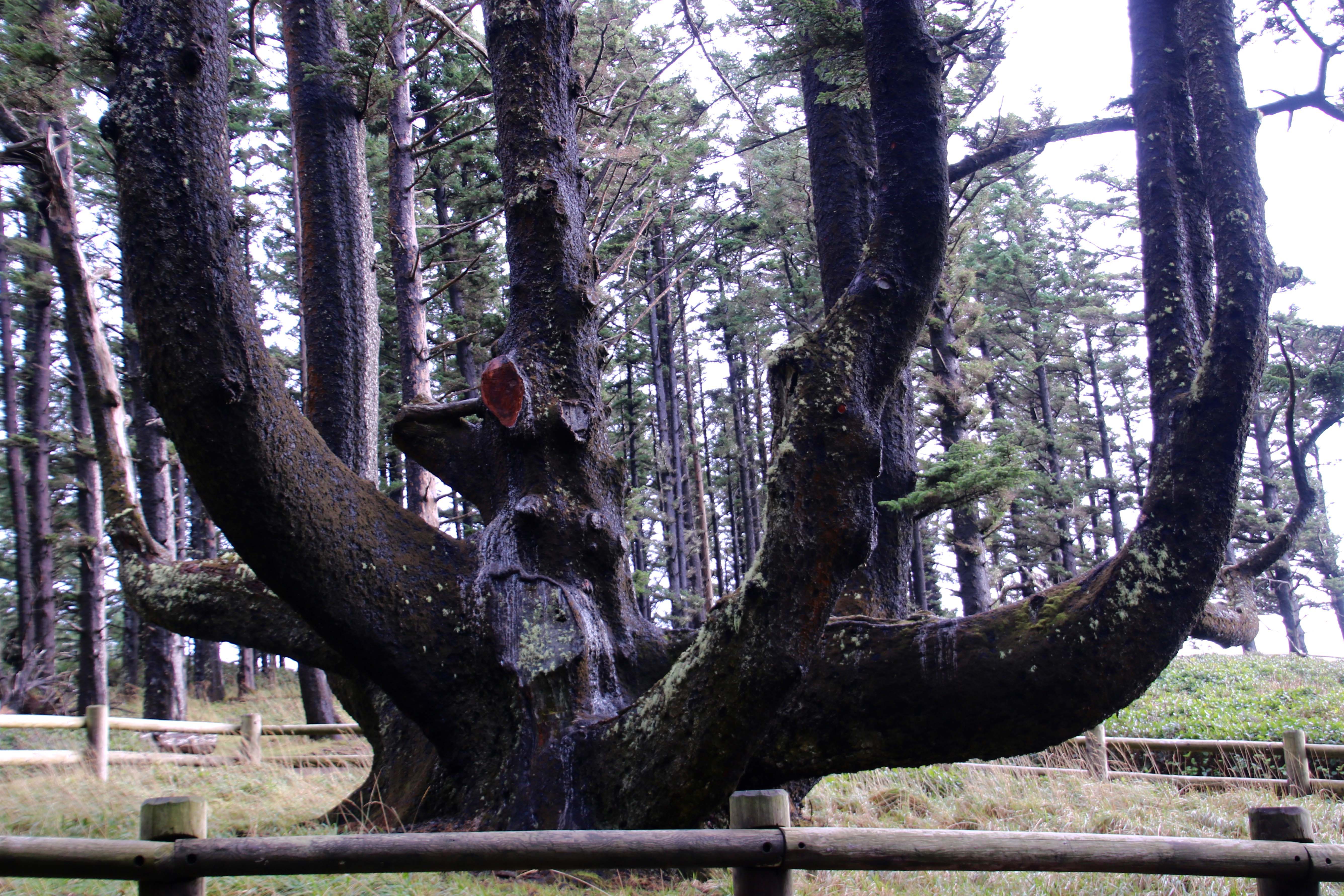 Octopus Tree
