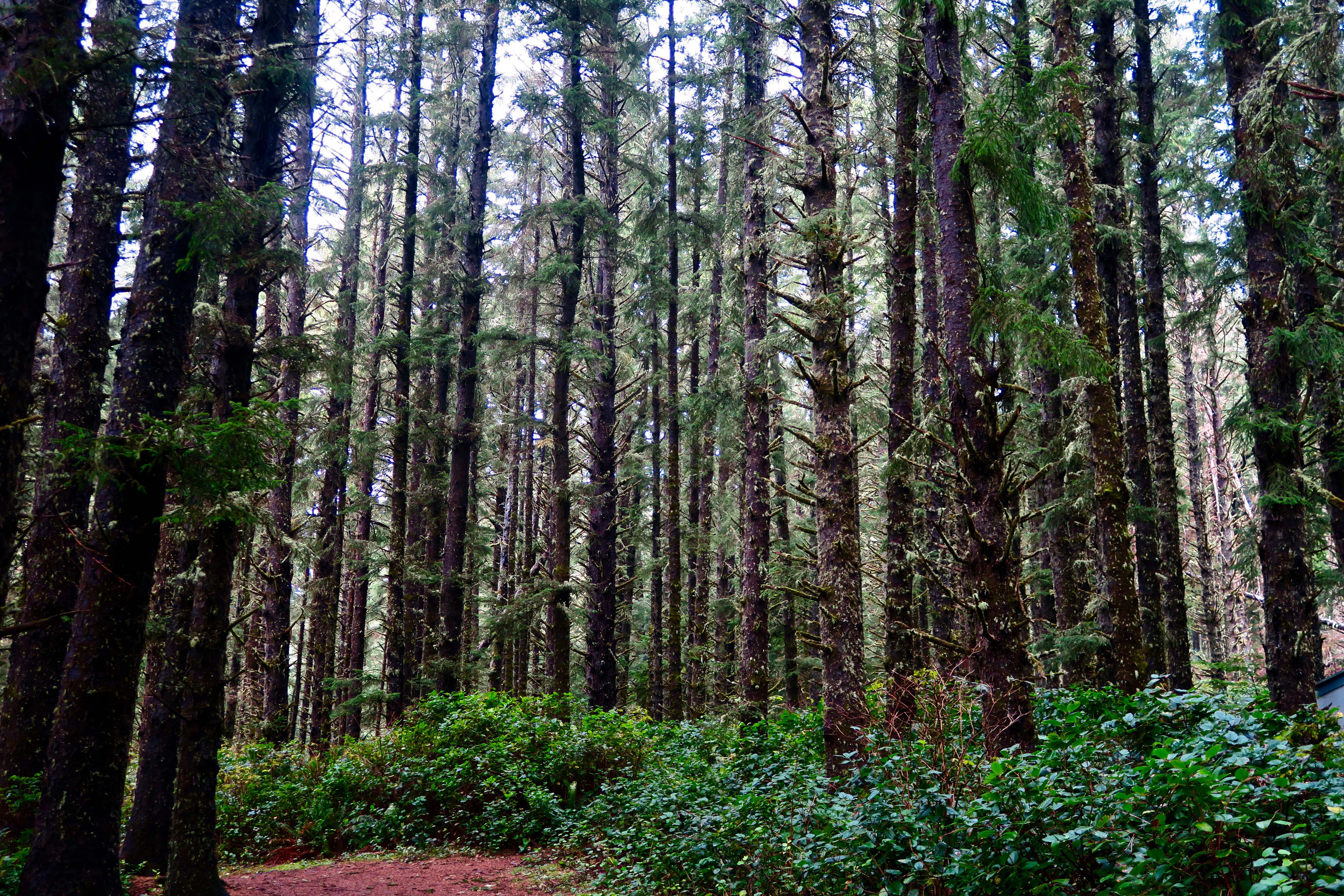 Sitka Spruce forest at Cape Meares