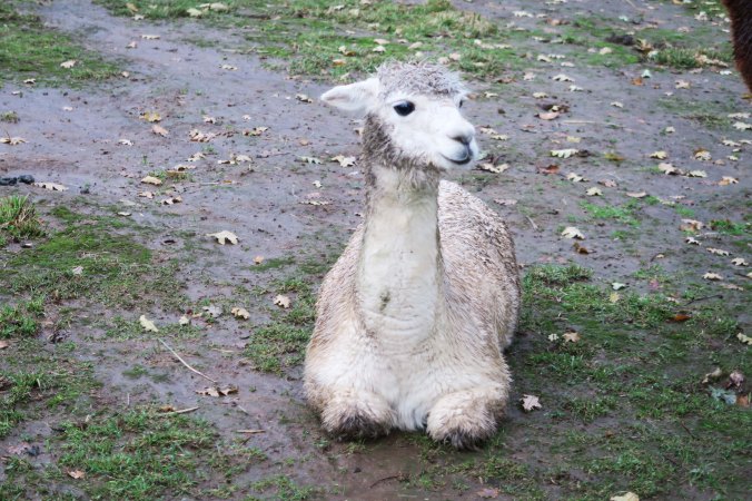 White alpaca 7