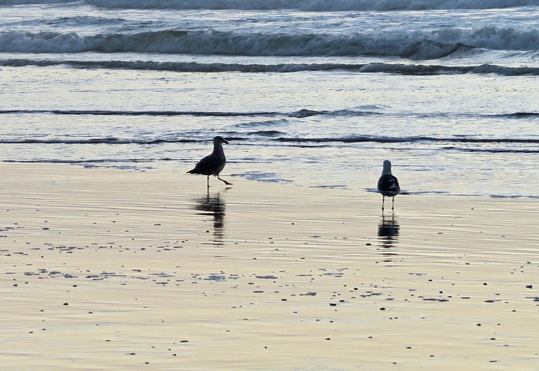 A seagull steps out at Rockaway Beach, Or