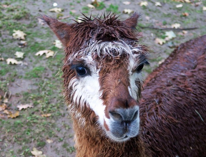 Alpaca near Tillamook, Oregon