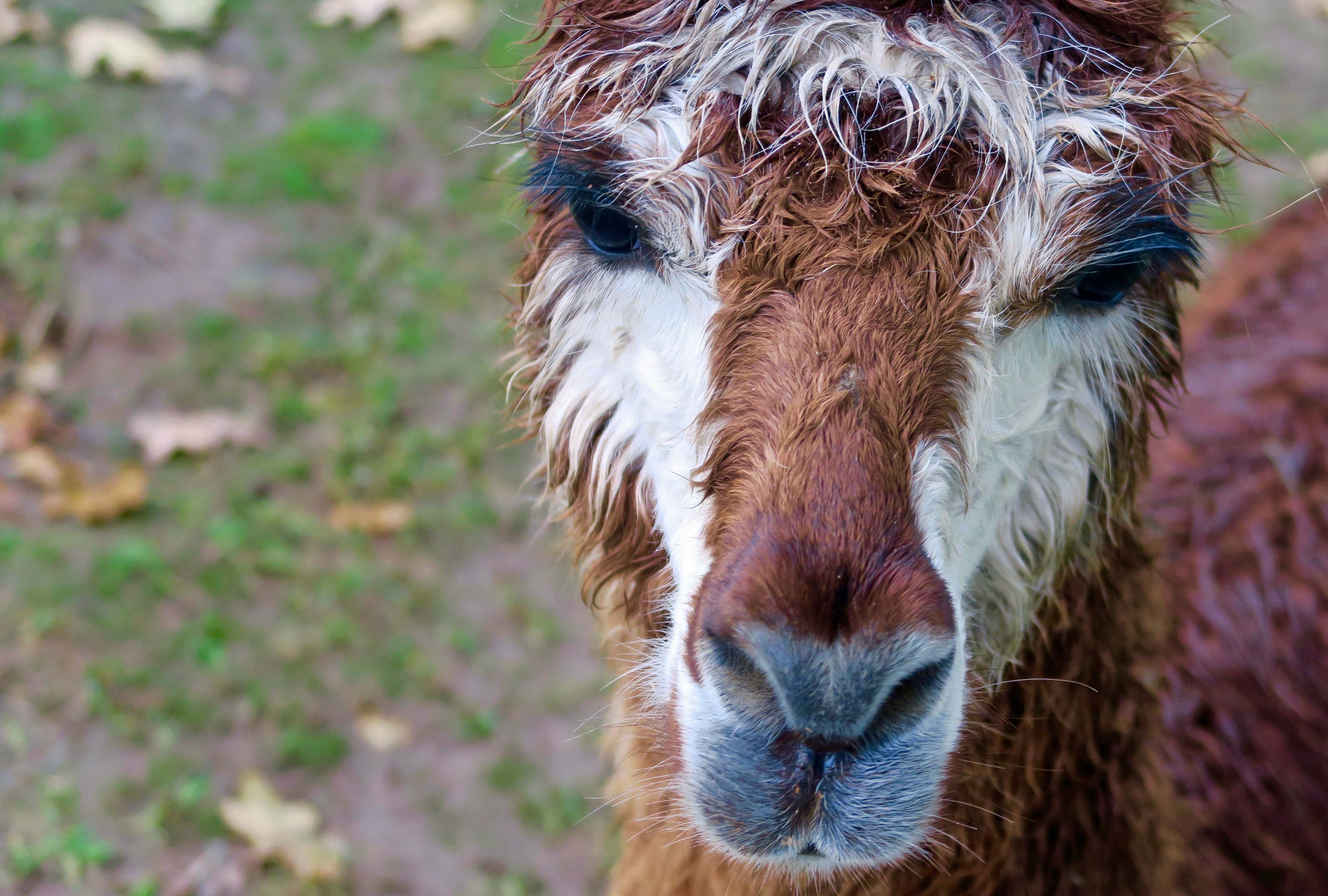 Alpaca photo in Tillamook, Oregon by Curtis Mekemson.