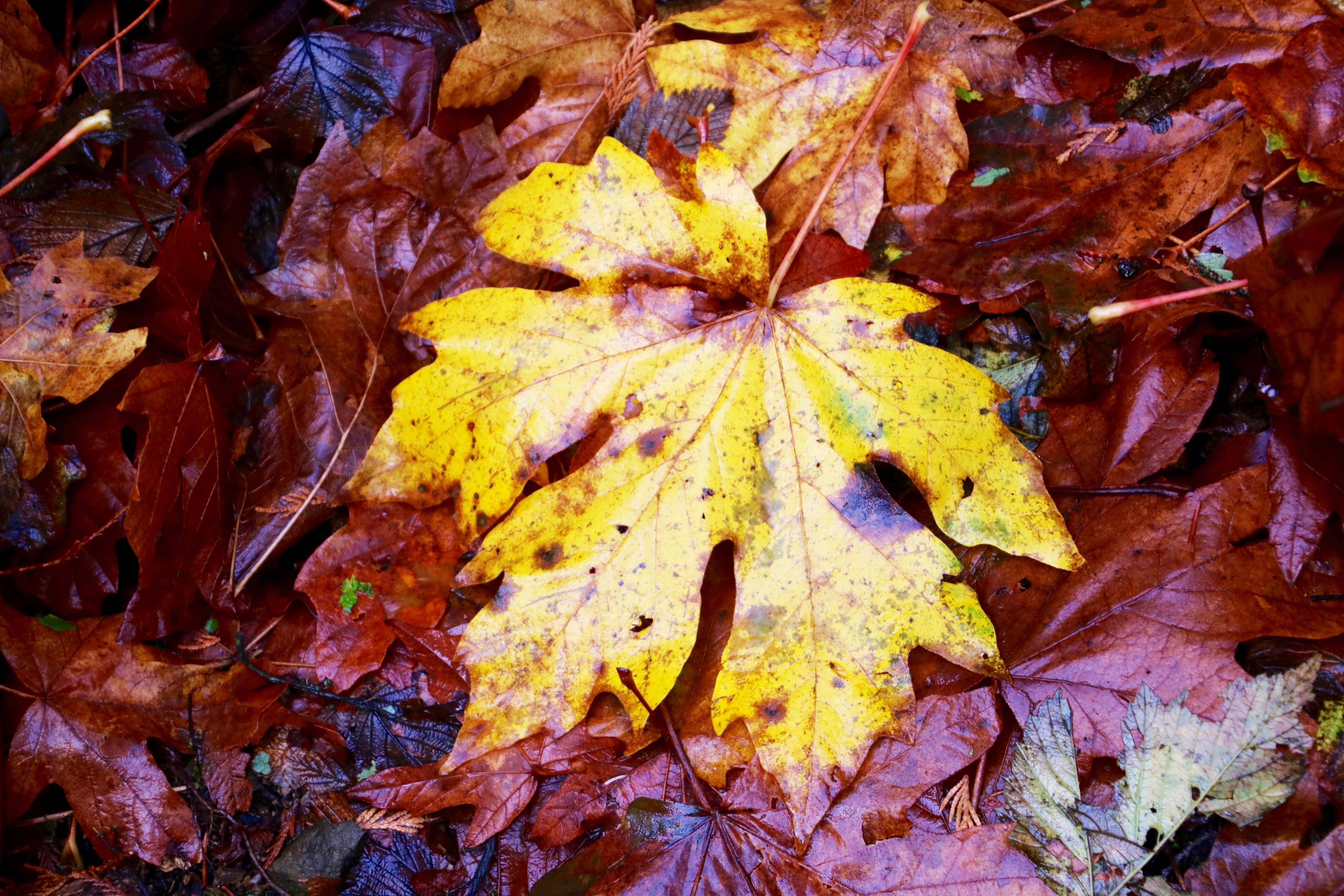 Fallen leaves along trail to Munson Creek Falls near Tillamook, Oregon.