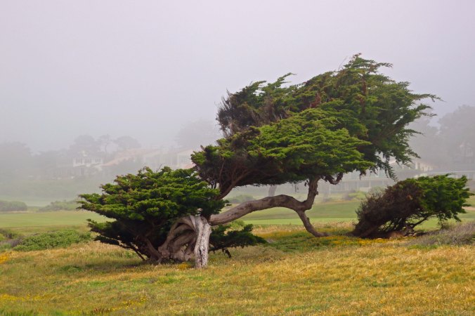Cypress on 17 Mile Drive