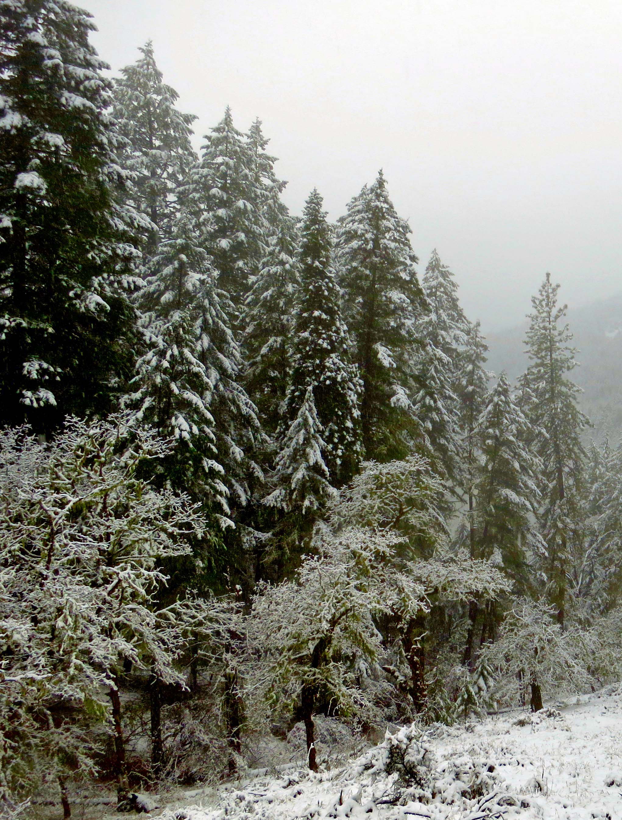 Douglas fir and white oak in snow