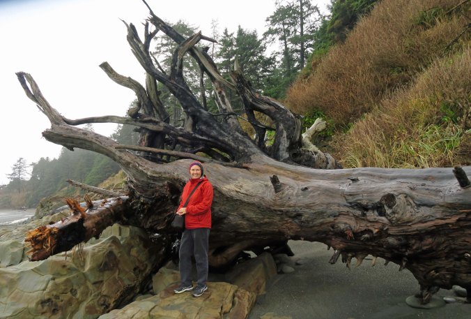 Driftwood log on Beach Five, Olympic National Park