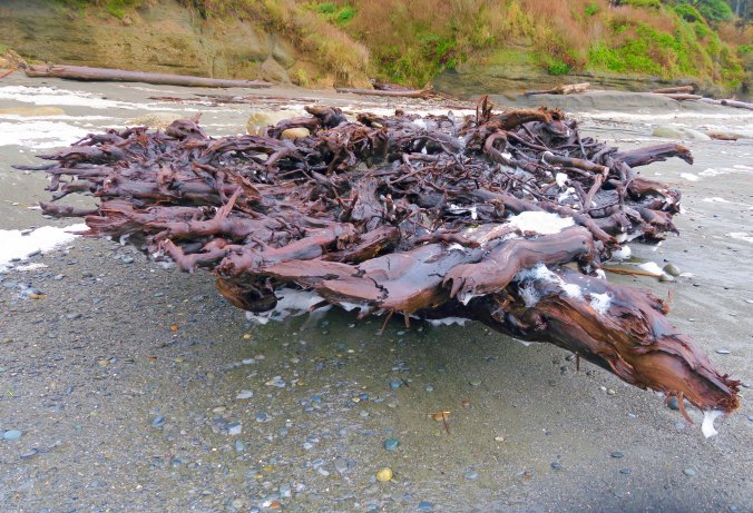 Driftwood roots on Beach Five in Olympic National Park