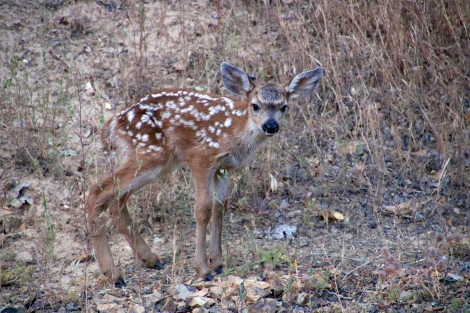 Fawn on our property