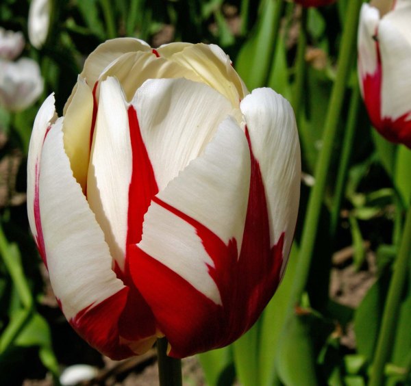 Flower 1 at Chatsworth