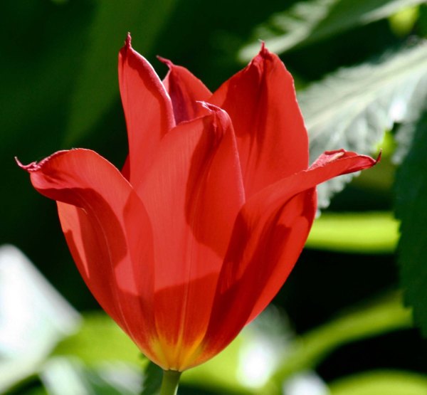 Flowers 13 at Chatsworth