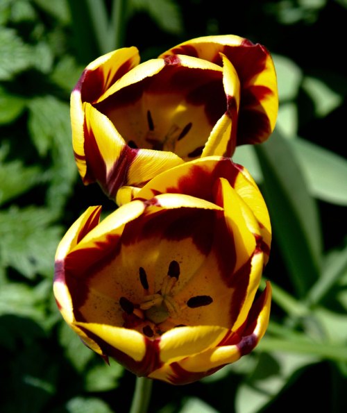 Flowers 14 at Chatsworth