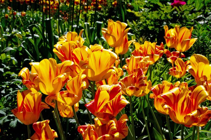 Flowers 15 at Chatsworth