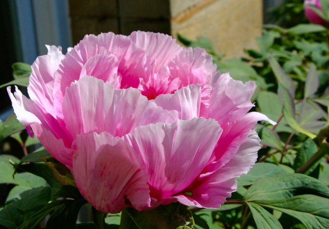 Flowers 17 at Chatsworth