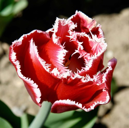 Flowers 6 at Chatsworth