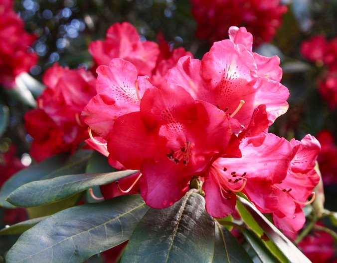 Flowers 8 at Chatsworth