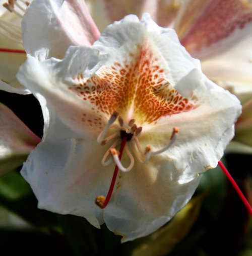 Flowers 9 at Chatsworth