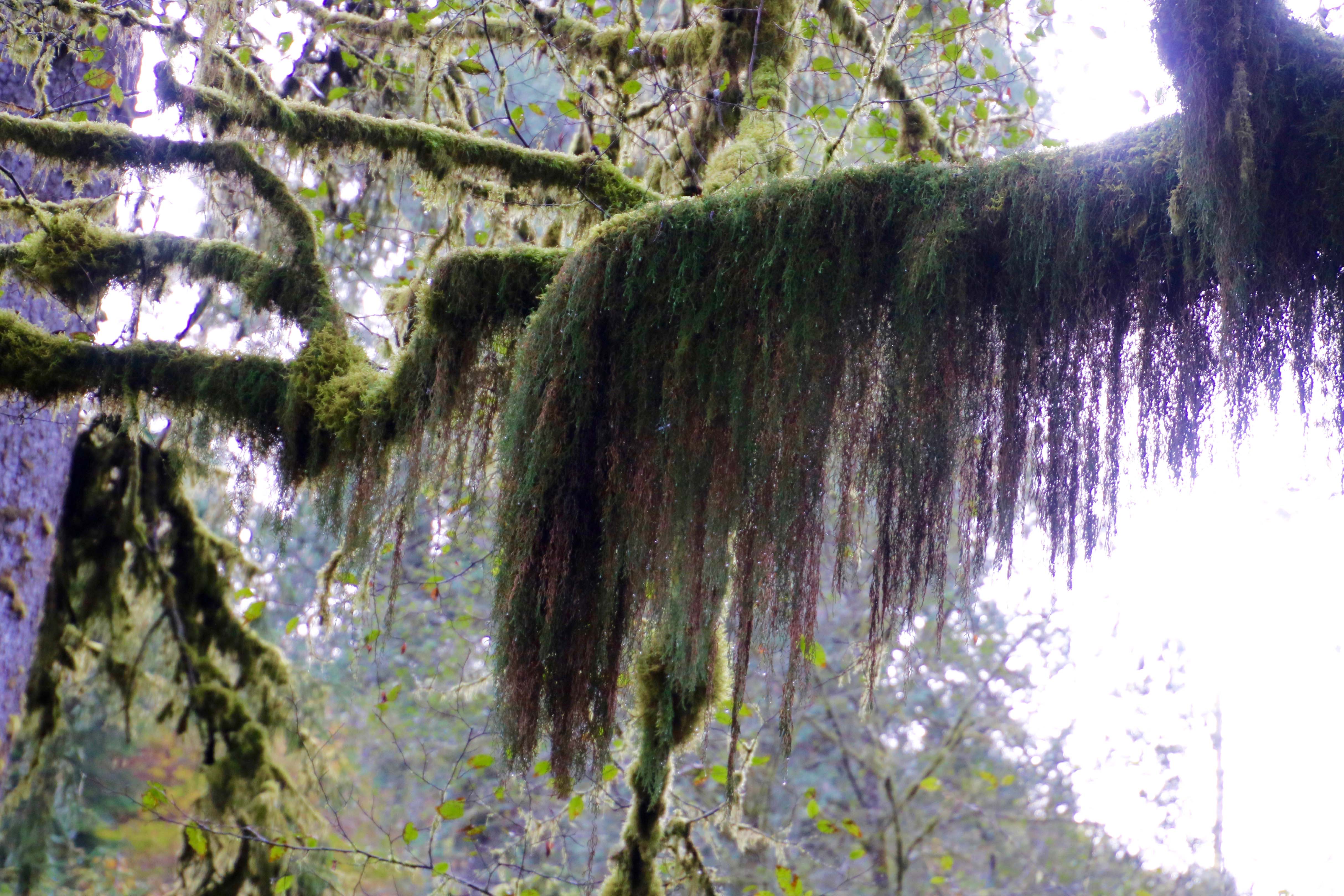 Hanging moss at Munson Creek Falls near Tillamook, Oregon.