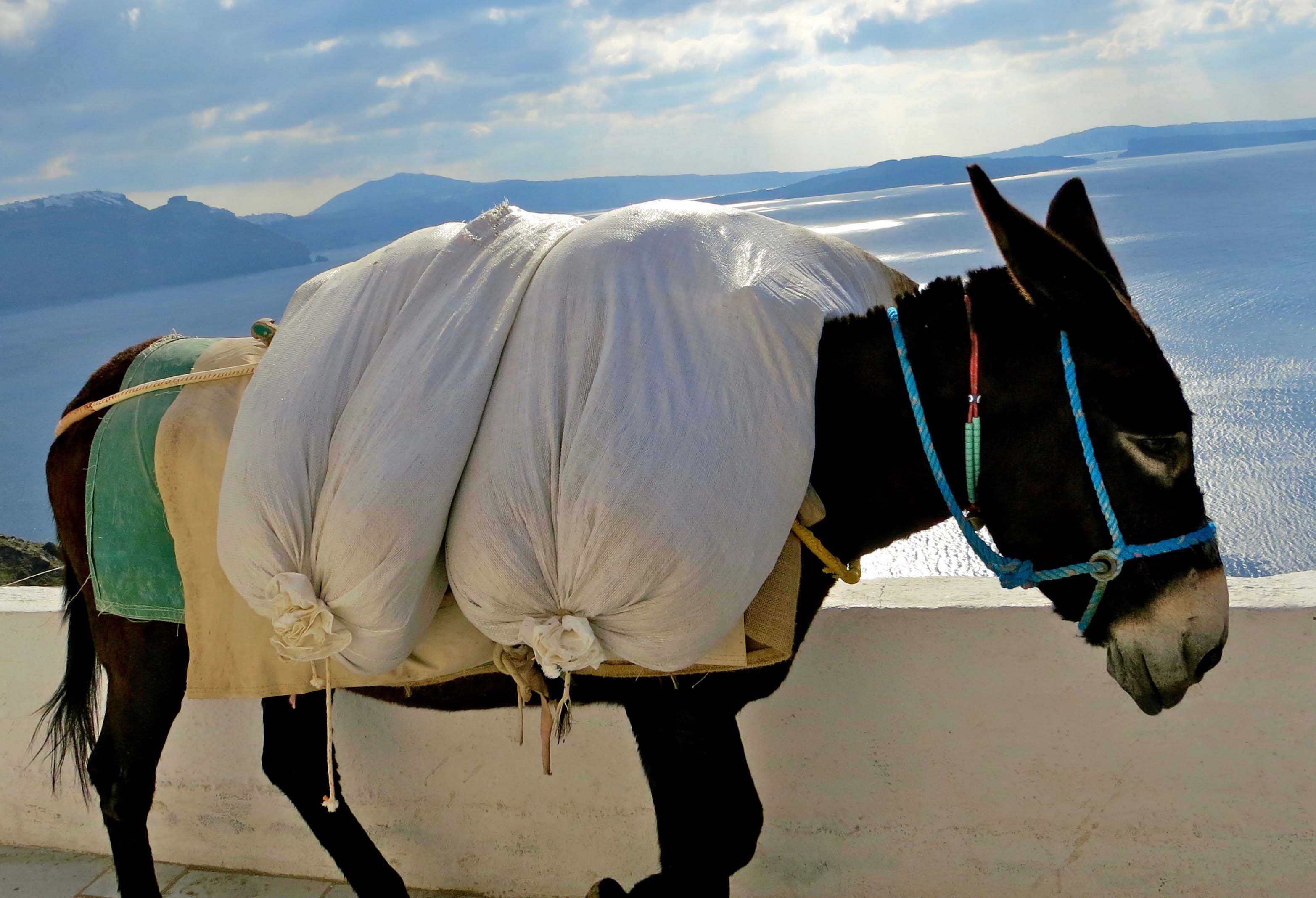 Photo of heavily laden mule on the Greek Island of Santorini by Curtis Mekemson.