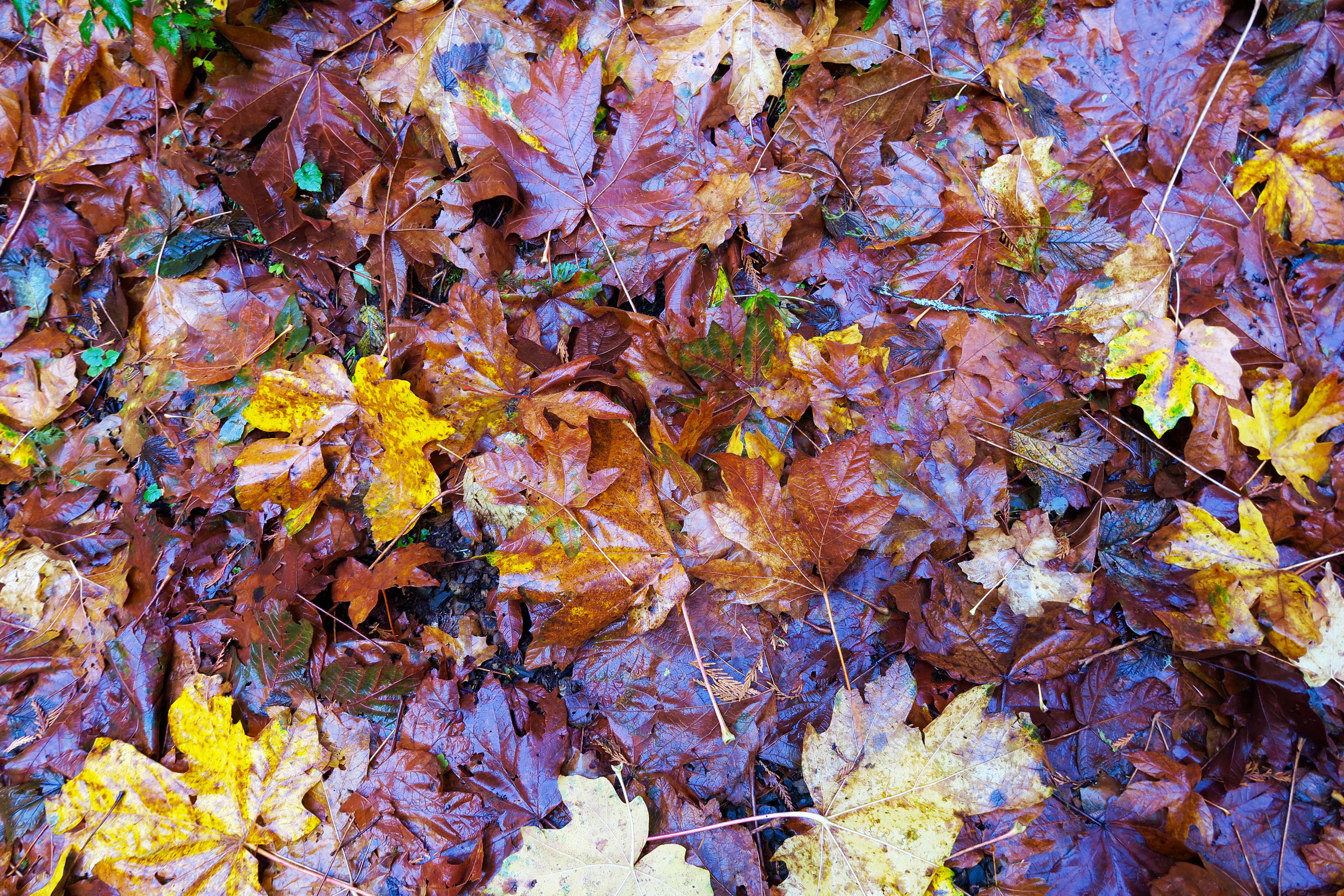 Fall leaves along trail to Munson Creek Falls near Tillamook, Oregon. Photo by Curtis Mekemson.