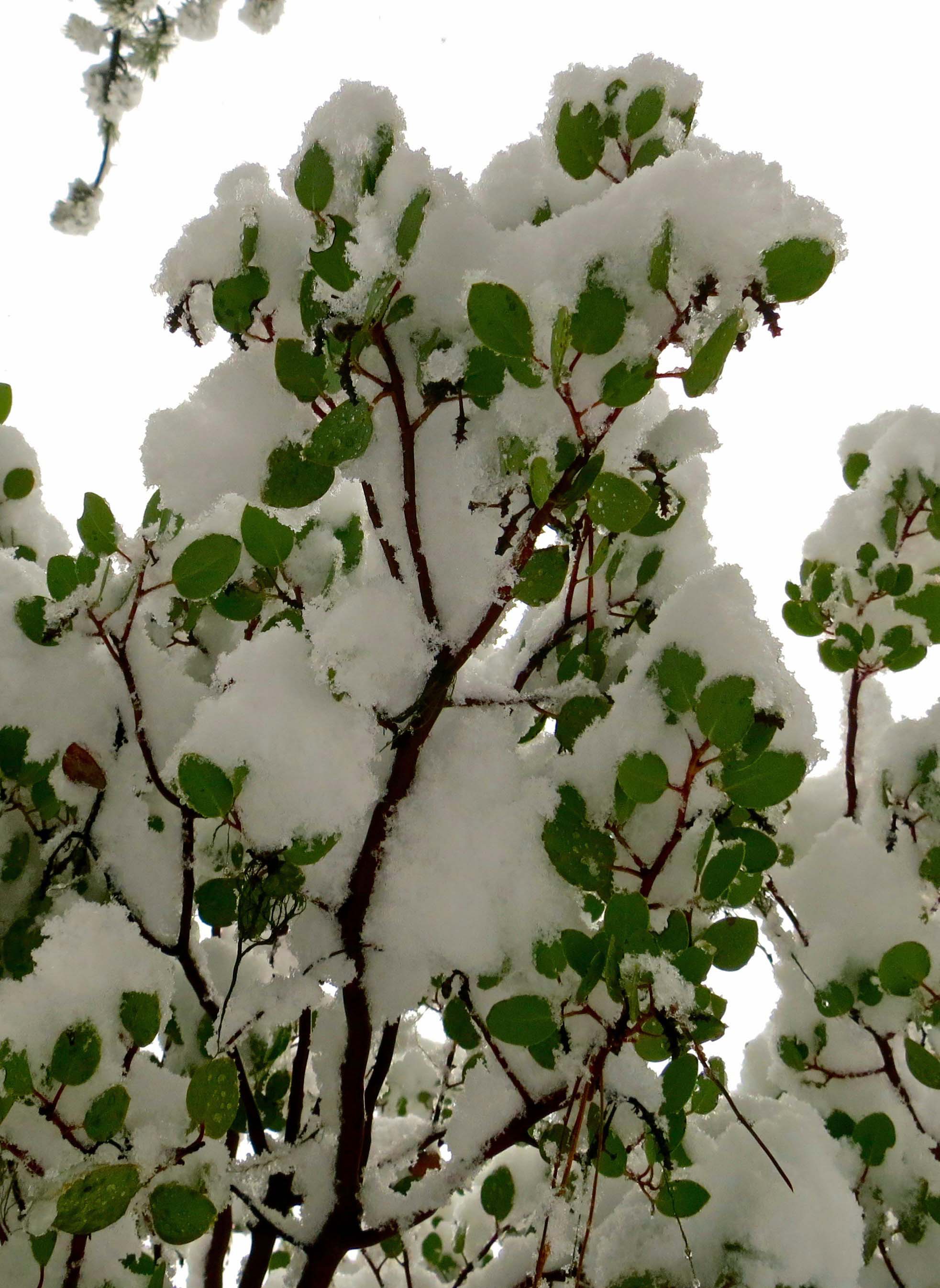 Manzanita in snowstorm