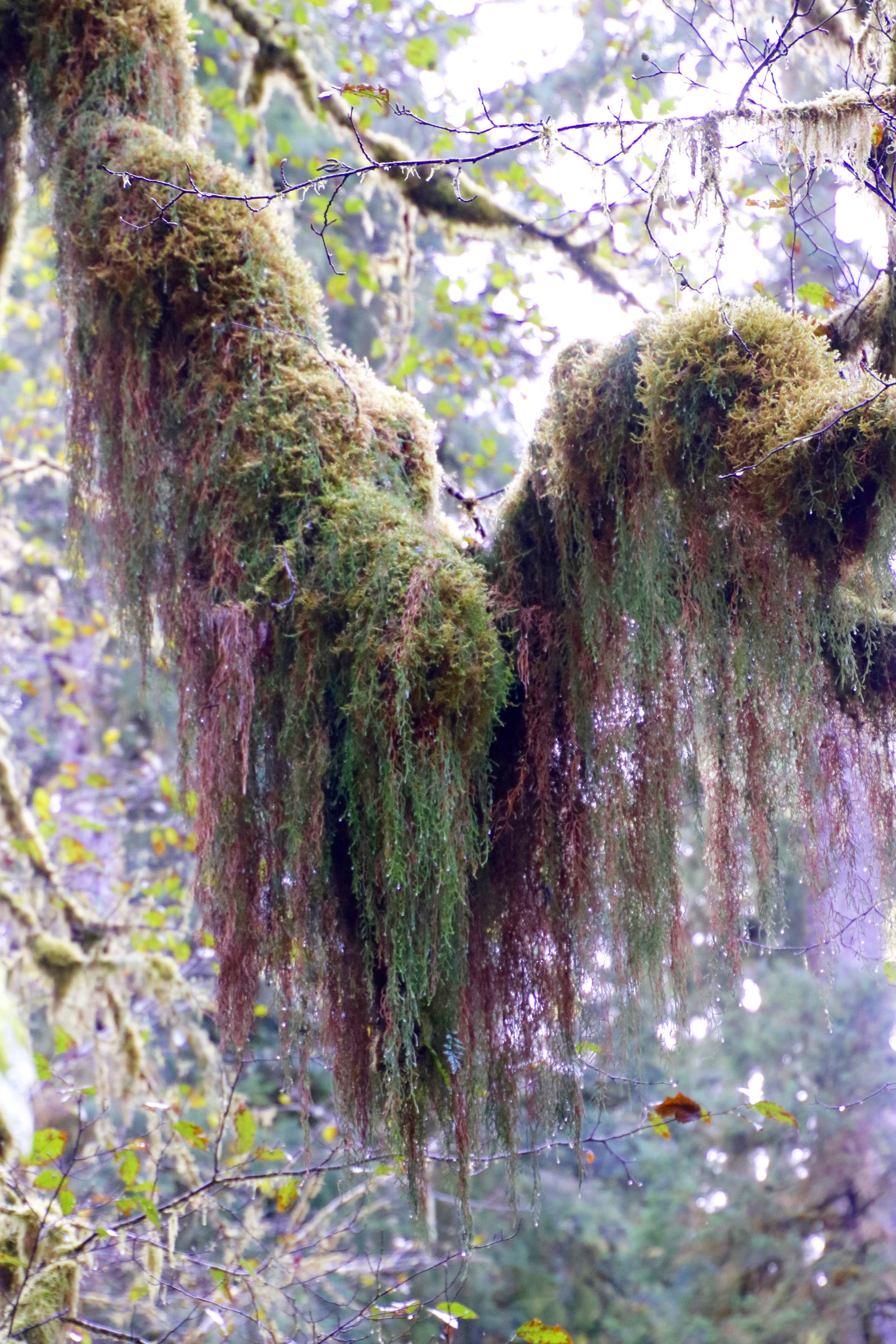 Moss draped across branch along trail to Munson Creek Falls on the north coast of Oregon.