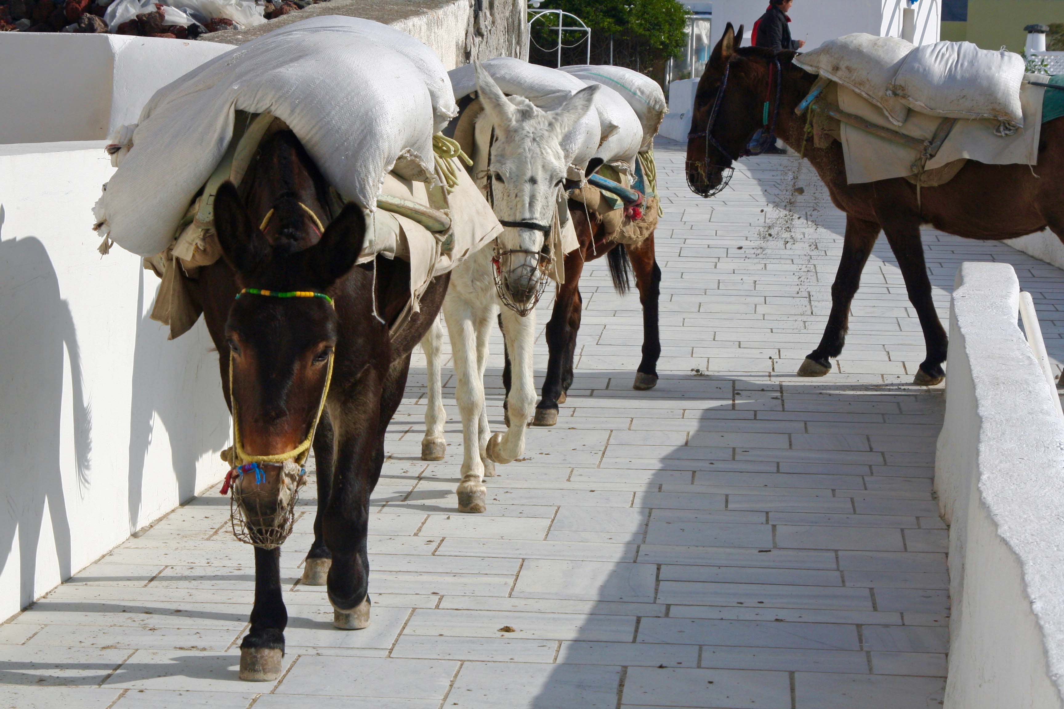 Mules in Santorini