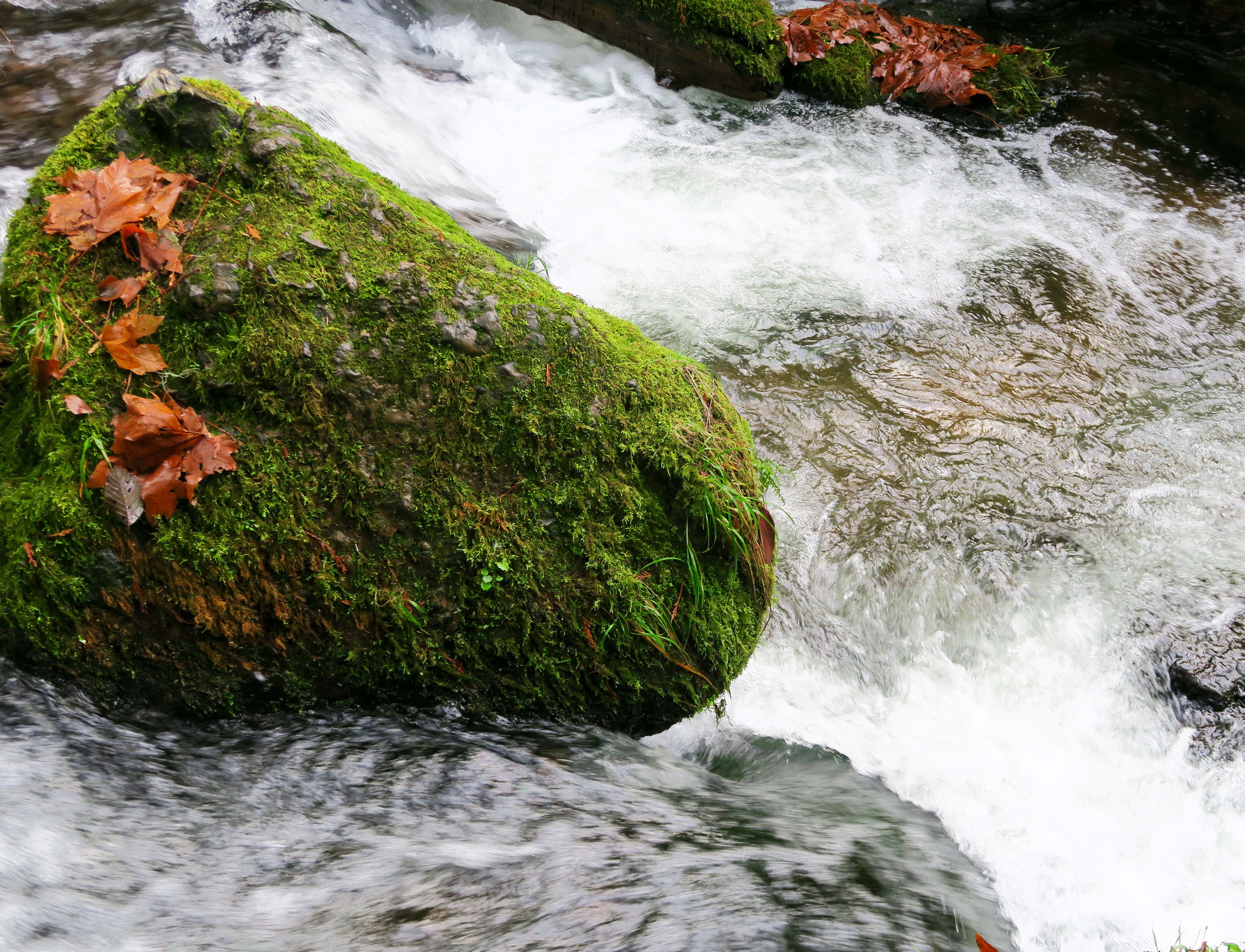 Moss covered rock in Munson Creek near Munson Creek Falls on north Oregon Coast. (Photo by Curtis Mekemson.)