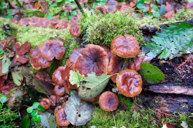 Mushrooms along the trail to Munson Creek Falls off of Highway 101 in northern Oregon.