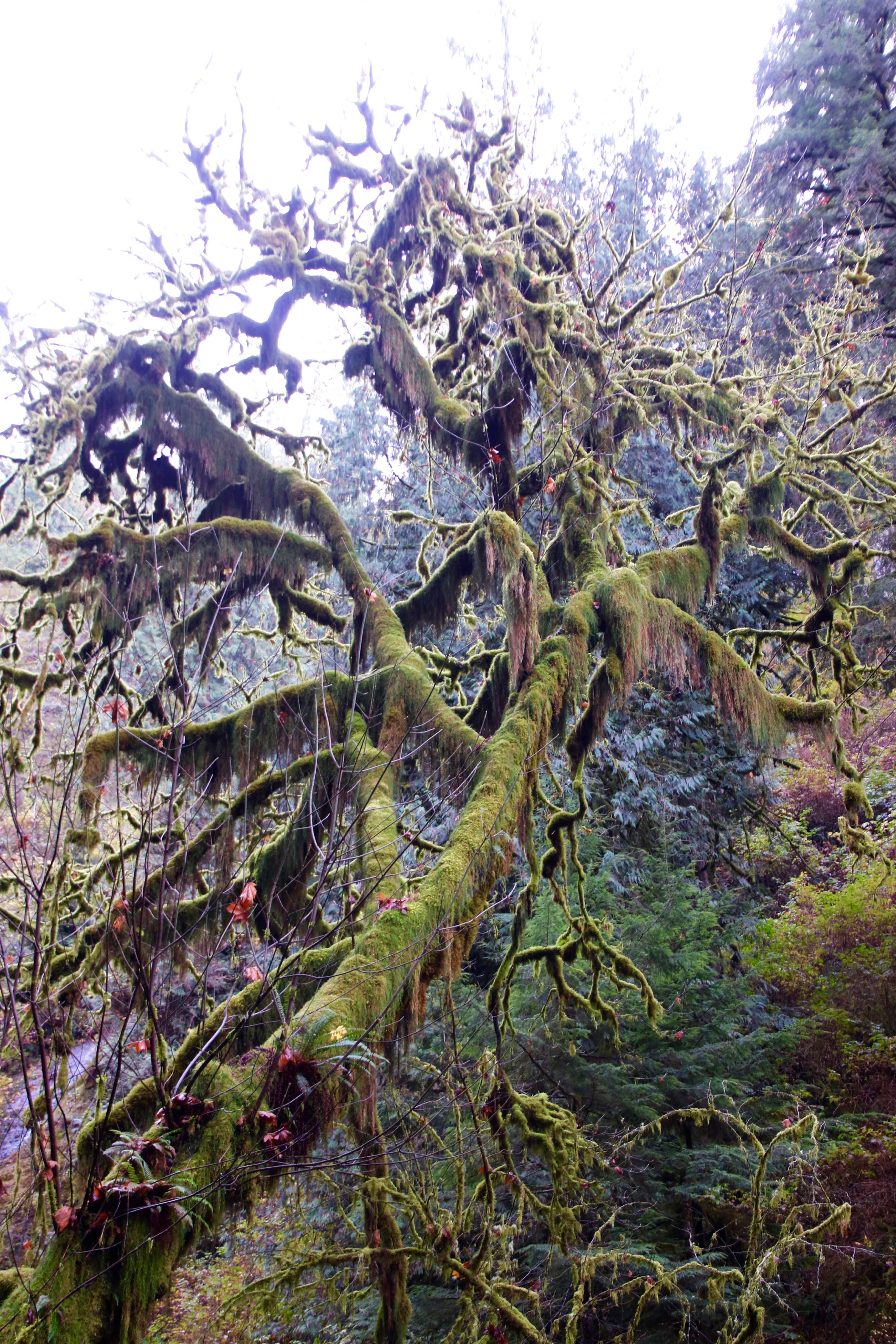 Moos covered tree along path to Munson Creek Falls. Photo by Curtis Mekemson.