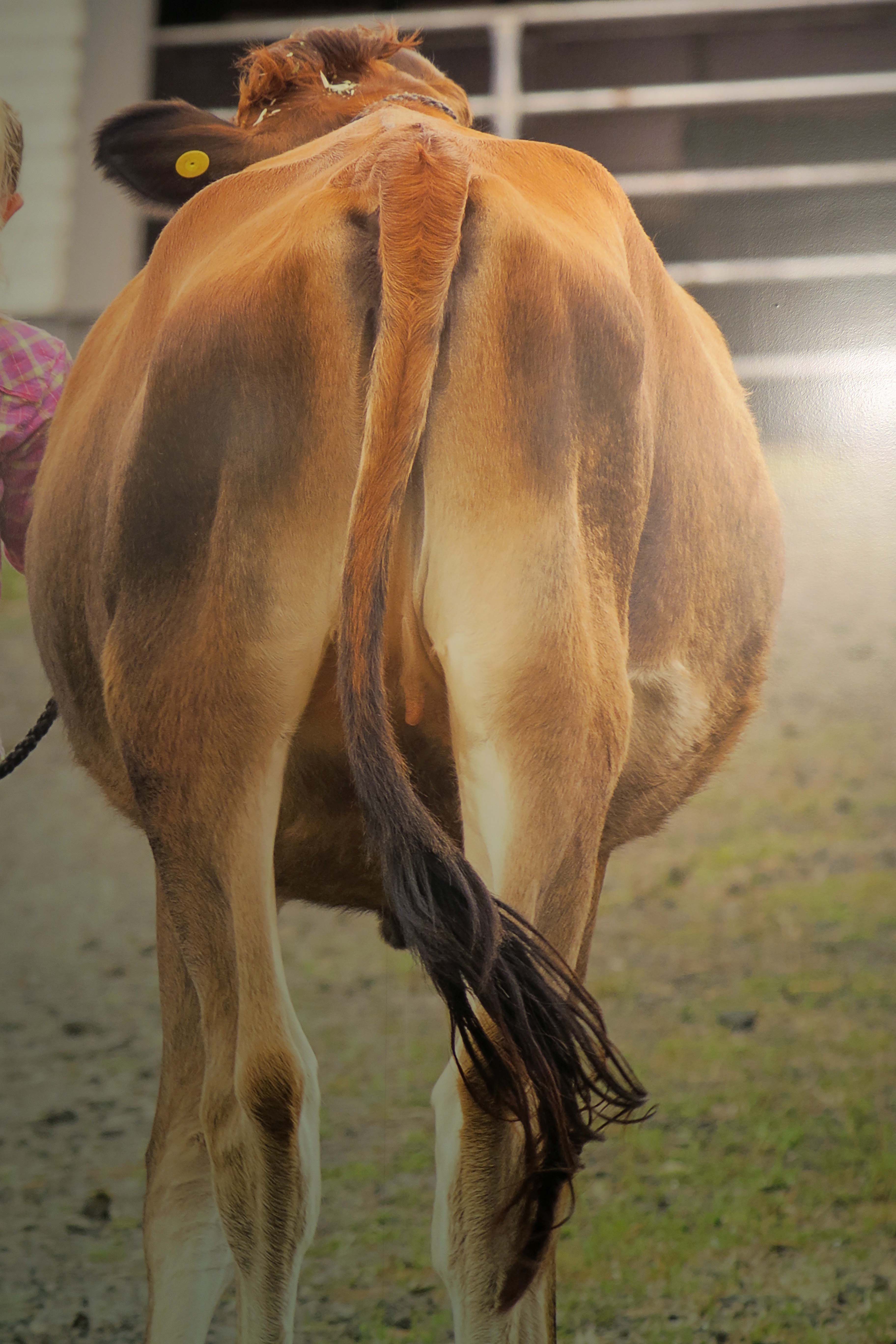 Rear view rear at Tillamook Cheese Factory