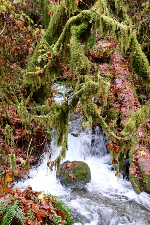 Munson Creek near Munson Creek Falls on north coast of Oregon.