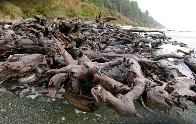 Roots of tree at Beach 5, Olympic National Park