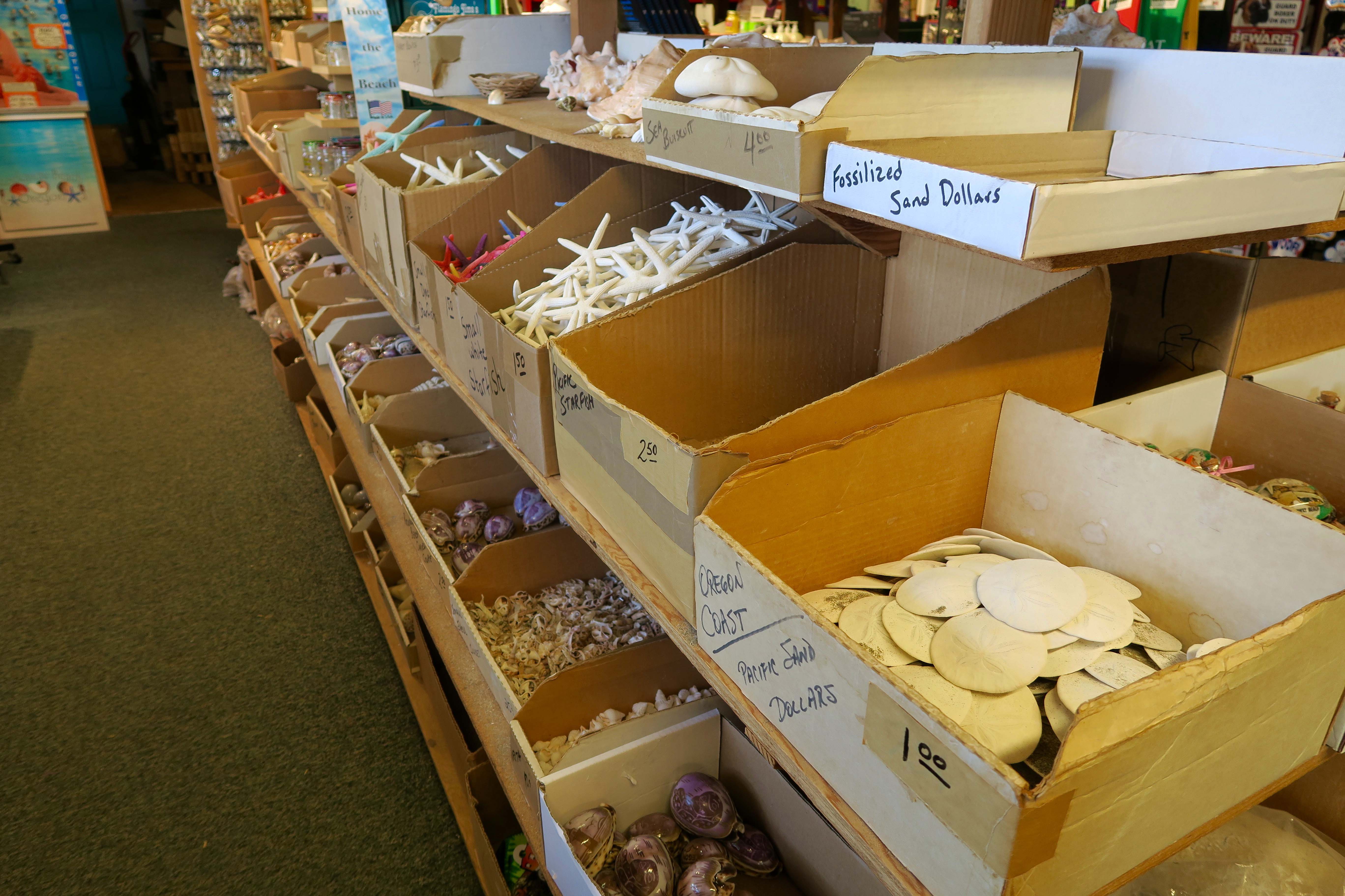 Seashells for sell at Flamingo Jim's in Rockaway Beach, Oregon.